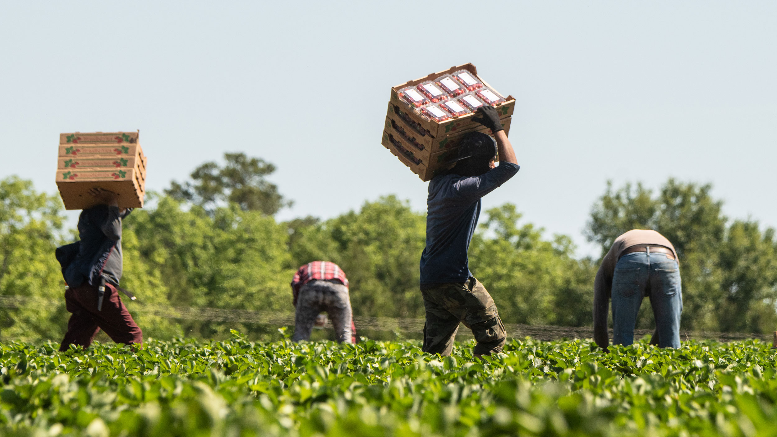 people working in a strawberry field