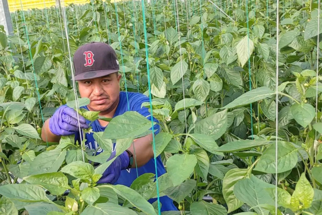 a man working in a field